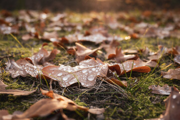 Autumn leaves in the park, Prague, Czech republic