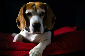 beagle