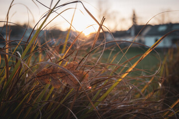 Grass at fall, park in Prague, Czech republic