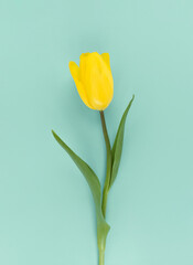 Yellow tulip on green background. Mimimalistic flat lay stock photo.