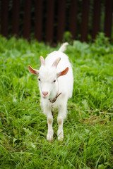 Young White Goat In Summer Meadow.