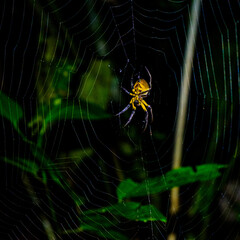 golden orb spider on the web