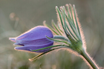 Solitary and beautiful Prairie Crocus wildflower heralds the beginning of Spring in the Grasslands region of Alberta