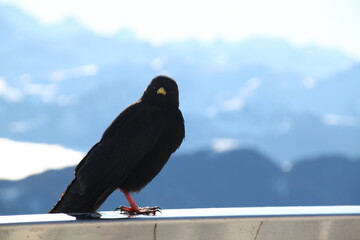 Alpendohle