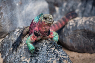 Marine iguana resting on rocky beach of Espanola. Amazing exotic animals of Galapagos Islands. Ecuador.