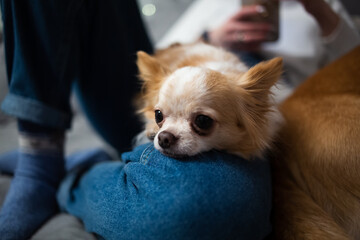 Cute ginger white chihuahua lying on owners legs in blue jeans