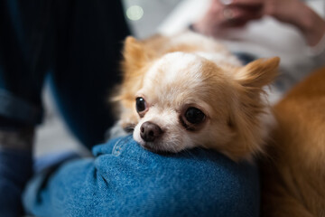 Cute ginger white chihuahua lying on owners legs in blue jeans