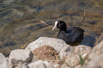 Selective focus shot of Eurasian Coot (Fulica atra) in the pond