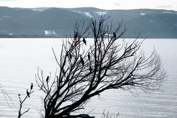 Old and dried tree near the lake and sea. Birds on the branch of withered tree with lake and mountain background.