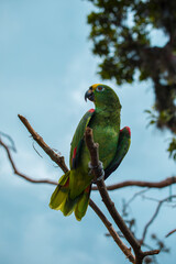 LORO REAL