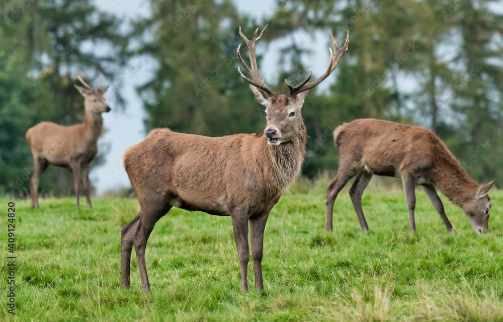 Poster a group of three red deer the main one is a young male stag. the other two are out of focus and in t