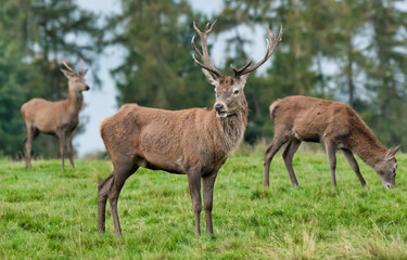 A group of three red deer The main one is a young male stag. The other two are out of focus and in the background. the main subject is standing and looking alert