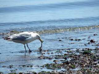 Seagull at the bay.