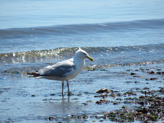 Seagull at the bay.