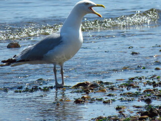 Seagull at the bay.