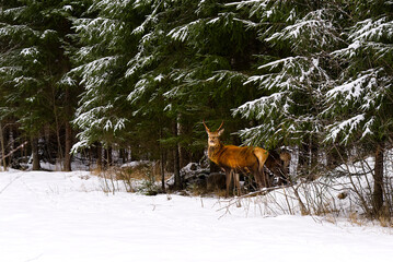 herd of red deer in winter time on snowy meadow behind the forest