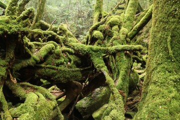 green moss on tree