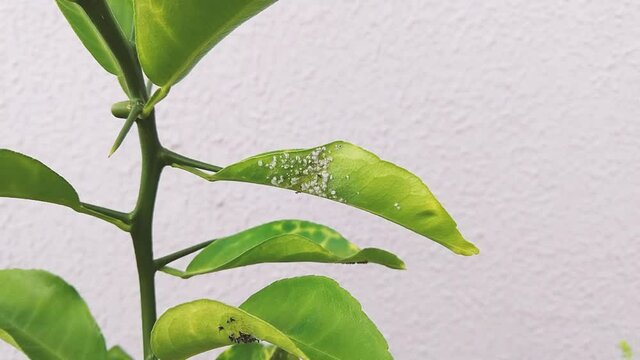 Green plant with Cochineal, Dactylopius coccus footage