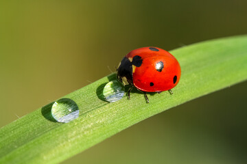 Fototapeta premium seven-spot ladybird on leaf in nature
