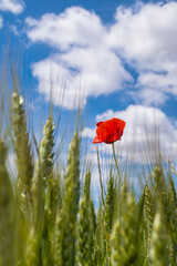  lonely poppy in a field of green wheat ready for harvest against a sunny sky with some clouds, selective focus, vertical