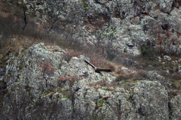 Griffon vulture hiding in the mountains. Bulgarian vultures during winter. European nature. 