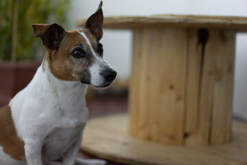 Jack russel  en pleine obsevation