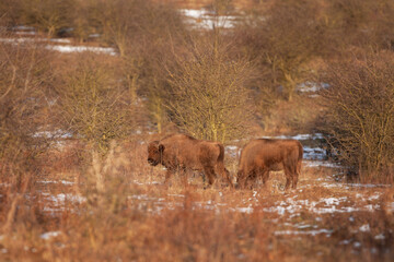 European bison moving through the bushes. Bison in winter time. European wild animals. Young curious european bison. 