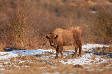 European bison moving through the bushes. Bison in winter time. European wild animals. Young curious european bison. 