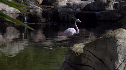 Pink flamingo stands in the water and washes. Pink bird in the water. Bird in africa