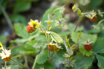 
wild strawberry