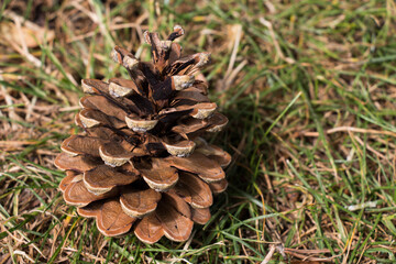 
pinecone