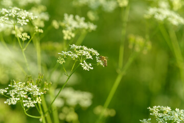 Bee collects pollen for honey. Anise flower field. Food and drinks ingredient. Fresh medicinal plant. Seasonal background. Blooming anise field background on summer sunny day.
