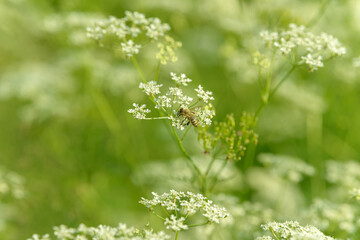 Bee collects pollen for honey. Anise flower field. Food and drinks ingredient. Fresh medicinal plant. Seasonal background. Blooming anise field background on summer sunny day.