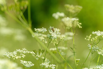 Bee collects pollen for honey. Anise flower field. Food and drinks ingredient. Fresh medicinal plant. Seasonal background. Blooming anise field background on summer sunny day.