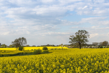 Obraz premium Rape Field