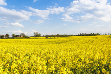 Rape Field