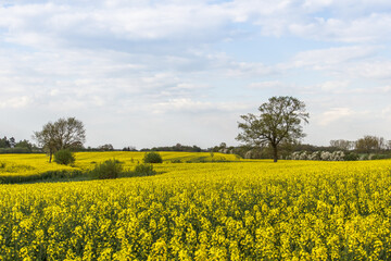 Obraz premium Rape Field