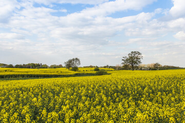 Rape Field