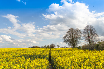 Rape Field