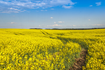 Obraz premium Rape Field