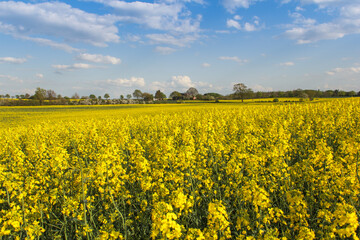 Rape Field