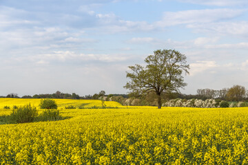 Obraz premium Rape Field