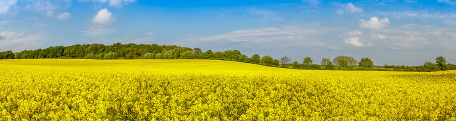 Rape Field