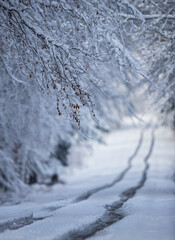Snowy winter road in forest, Badem-Wuerttemberg, Germany