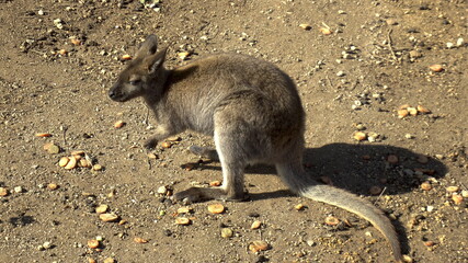 African baby kangaroo sits and eats. Kangaroo in the open spaces of Africa. Animal in the wild