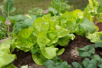 Closeup From A Cold Frame With Lettuce And Kohlrabi Plants