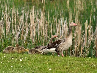 Greylag goose families 