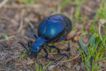 Forest Dung Beetle