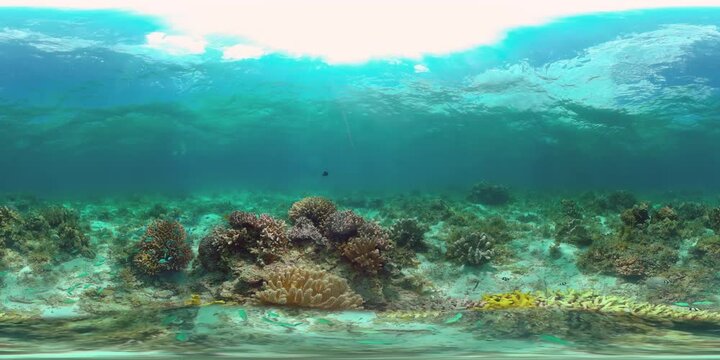 Sealife, Diving near a coral reef. Beautiful colorful tropical fish on the lively coral reefs underwater. Philippines. 360VR Video.