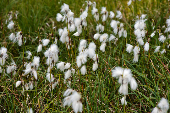 Common Cottongrass Eriophorum Angustifolium